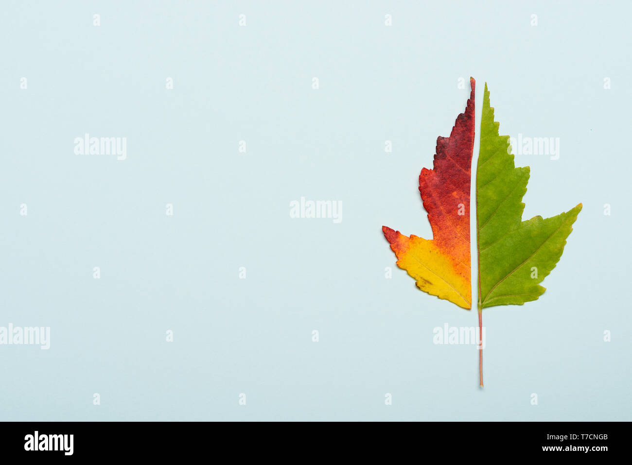 Green and red leaf cut in half autumn colors on pastel blue paper background Stock Photo