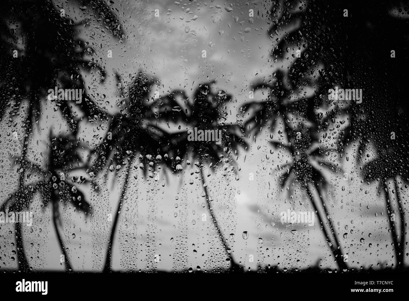 Rain season monsoon on tropical island beach water drops on the glass and palm tree silhouettes Stock Photo