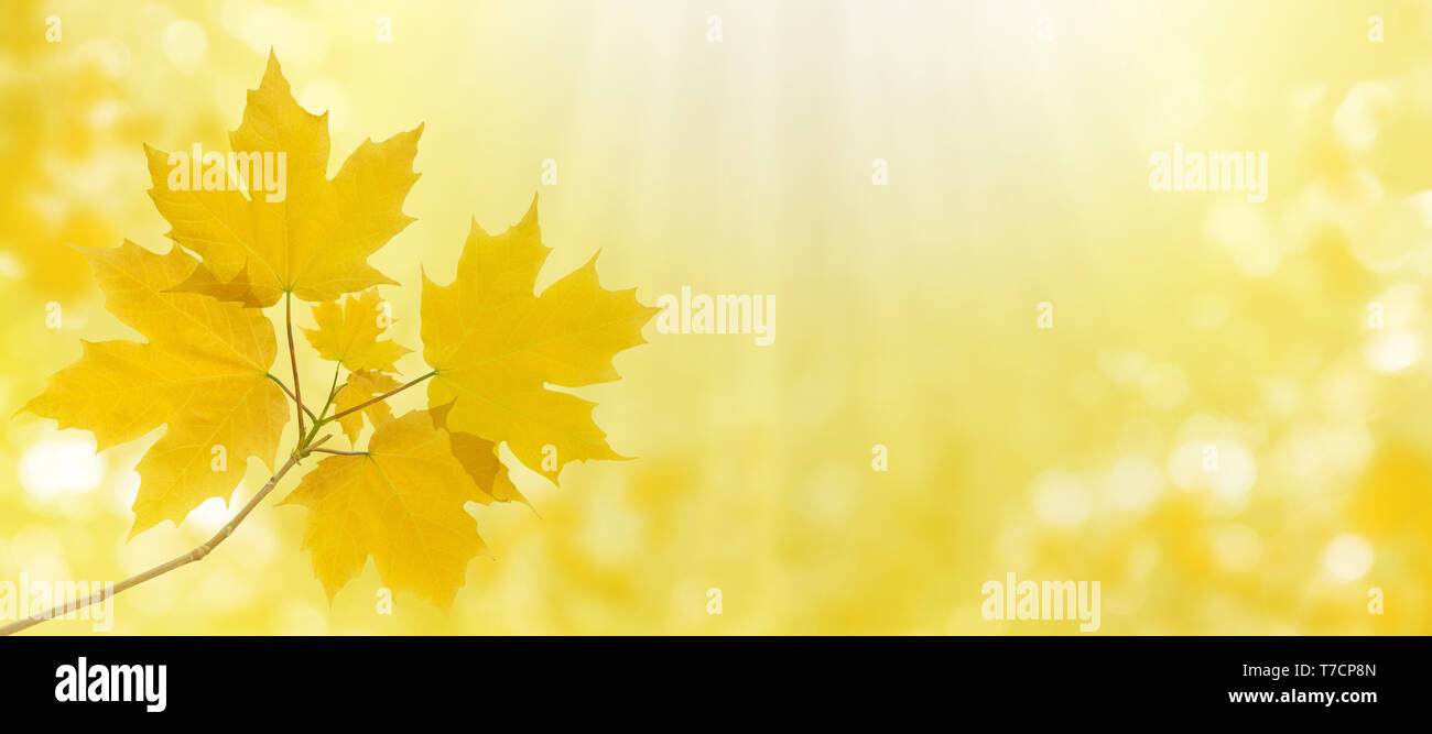 Maple tree branch with yellow leaves on the autumn blurred garden sky ...