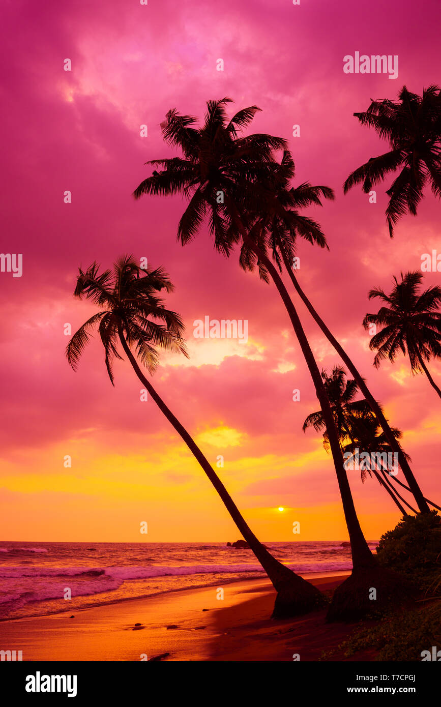Tropical sunset beach palm trees silhouettes landscape Stock Photo