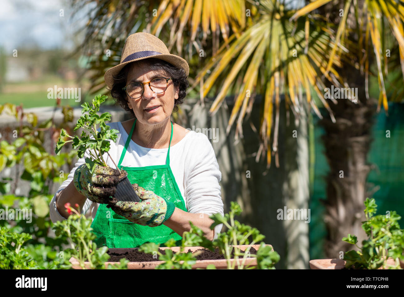 a senior woman potting geranium flowers, outdoors Stock Photo - Alamy