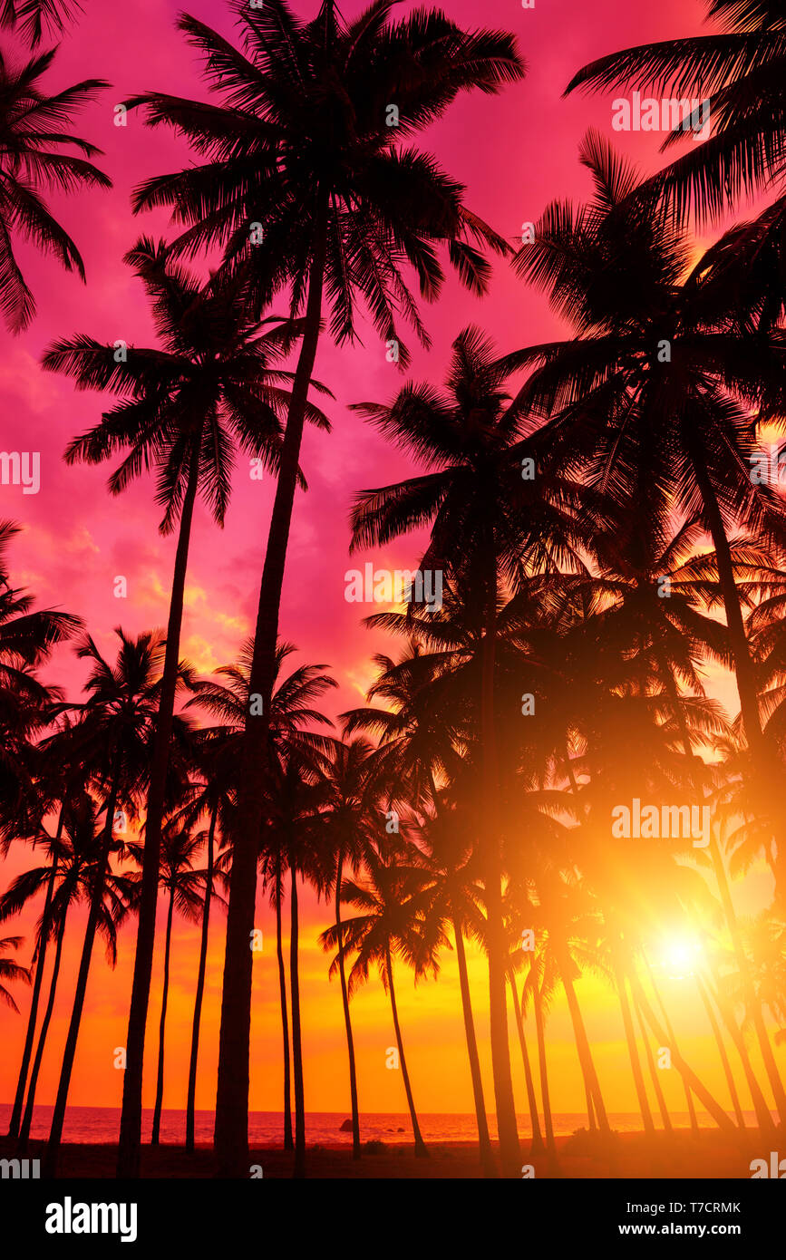 Tropical sunset on remote island. Beach sunset with coconut palm trees silhouettes and ocean. Stock Photo