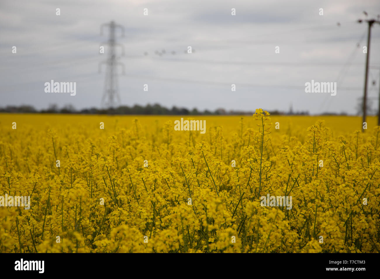yellow fields Stock Photo