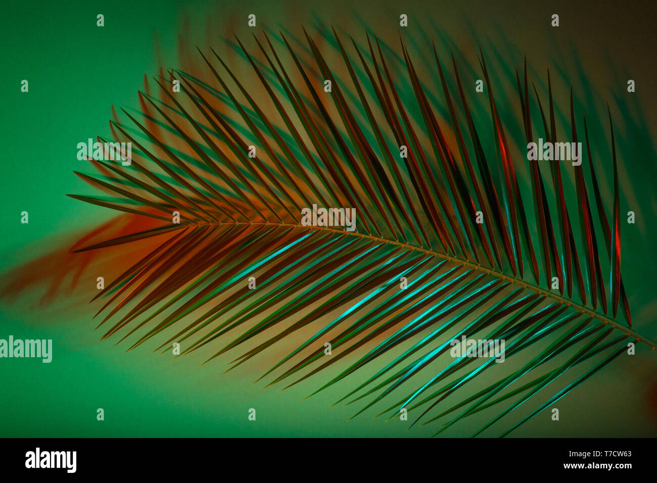 Closeup of palm leaf over green background Stock Photo - Alamy