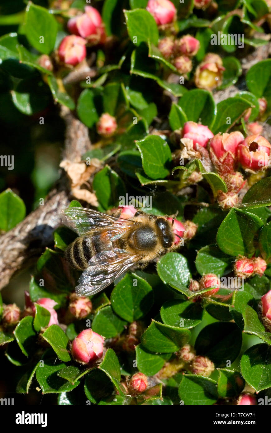 Honey Bee on Cotoneaster Flowers Stock Photo