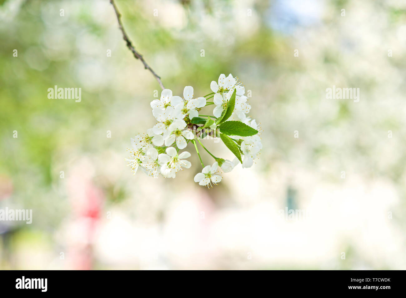spring flowers on a cherry tree Stock Photo - Alamy