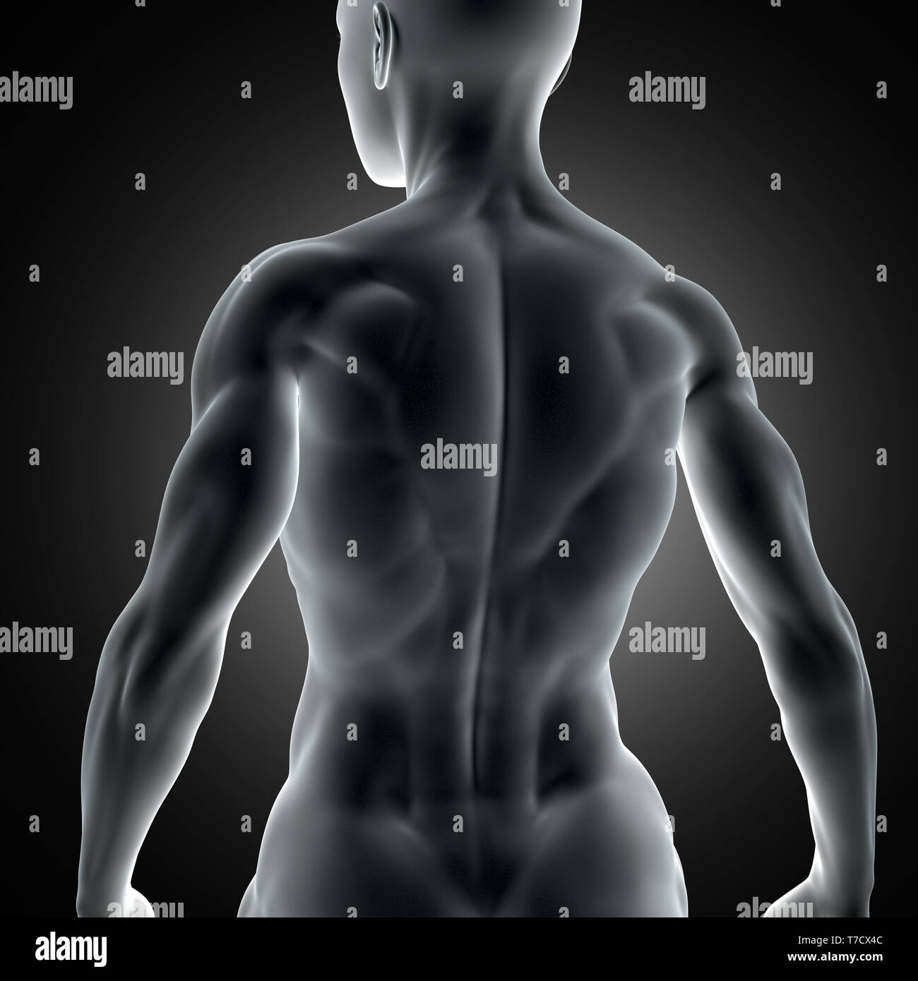 3D render of a muscular female figure with close up of back muscles Stock  Photo - Alamy