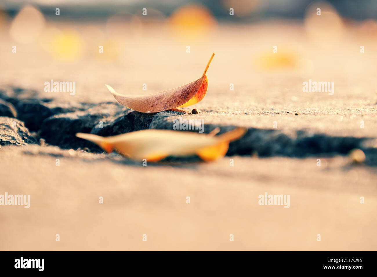 Close up yellow leaves fall on ground at park in wintertime, sad concept with blurred background, bokeh from light make amazing texture in warm color Stock Photo