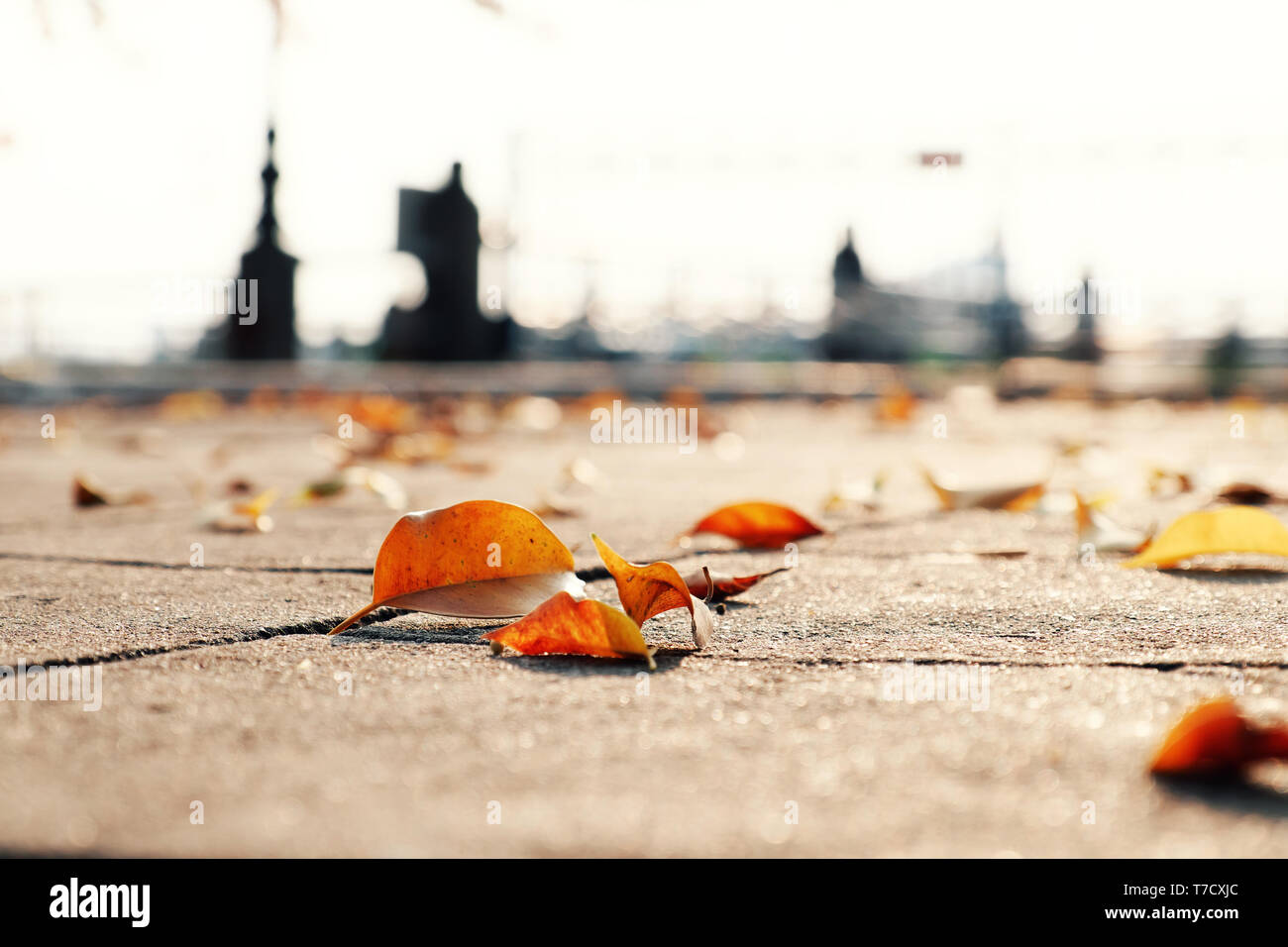 Close up yellow leaves fall on ground at park in wintertime, sad concept with blurred background, bokeh from light make amazing texture in warm color Stock Photo