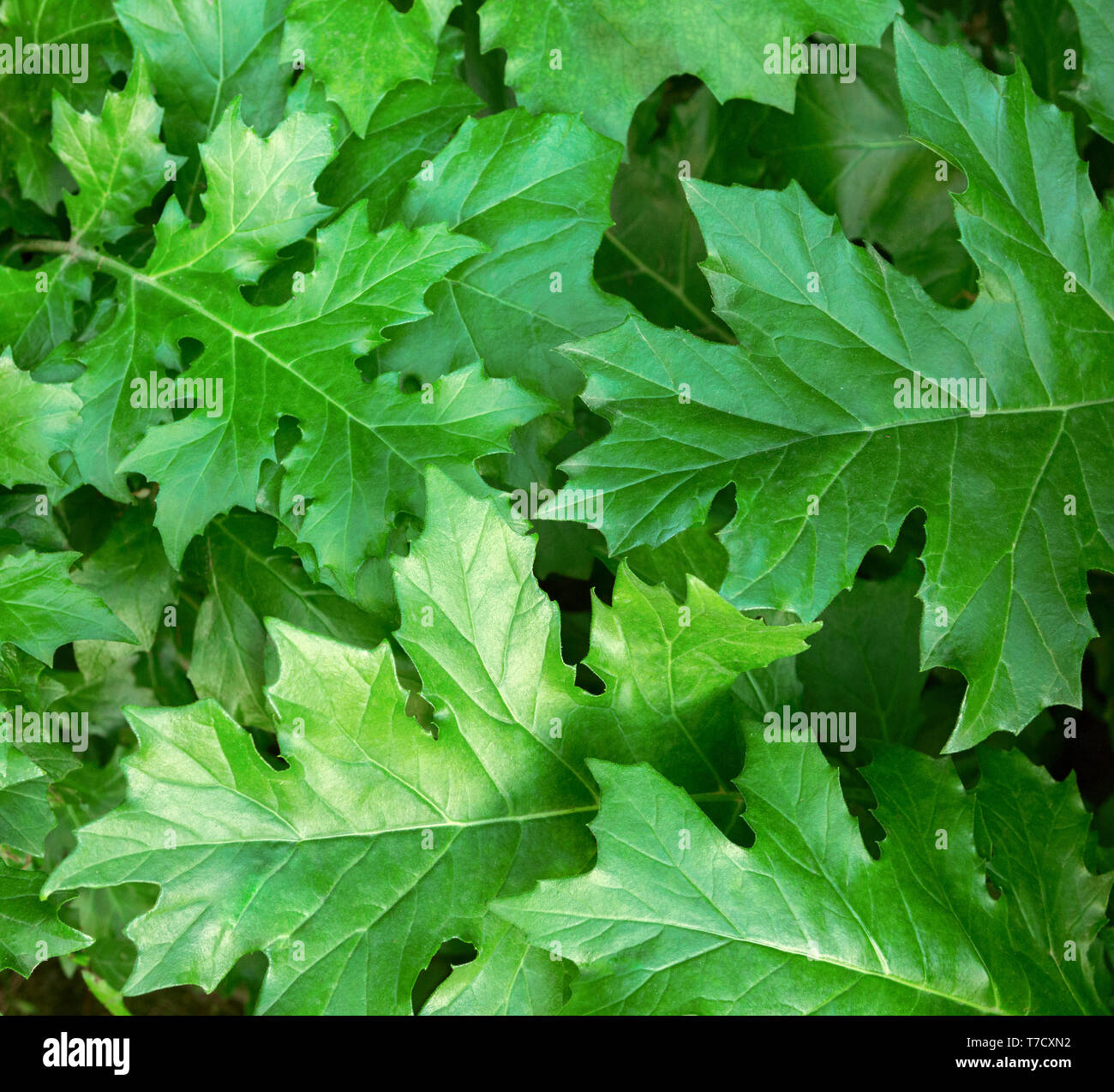 Green background with  new leaves of Acanthus plant. . Stock Photo