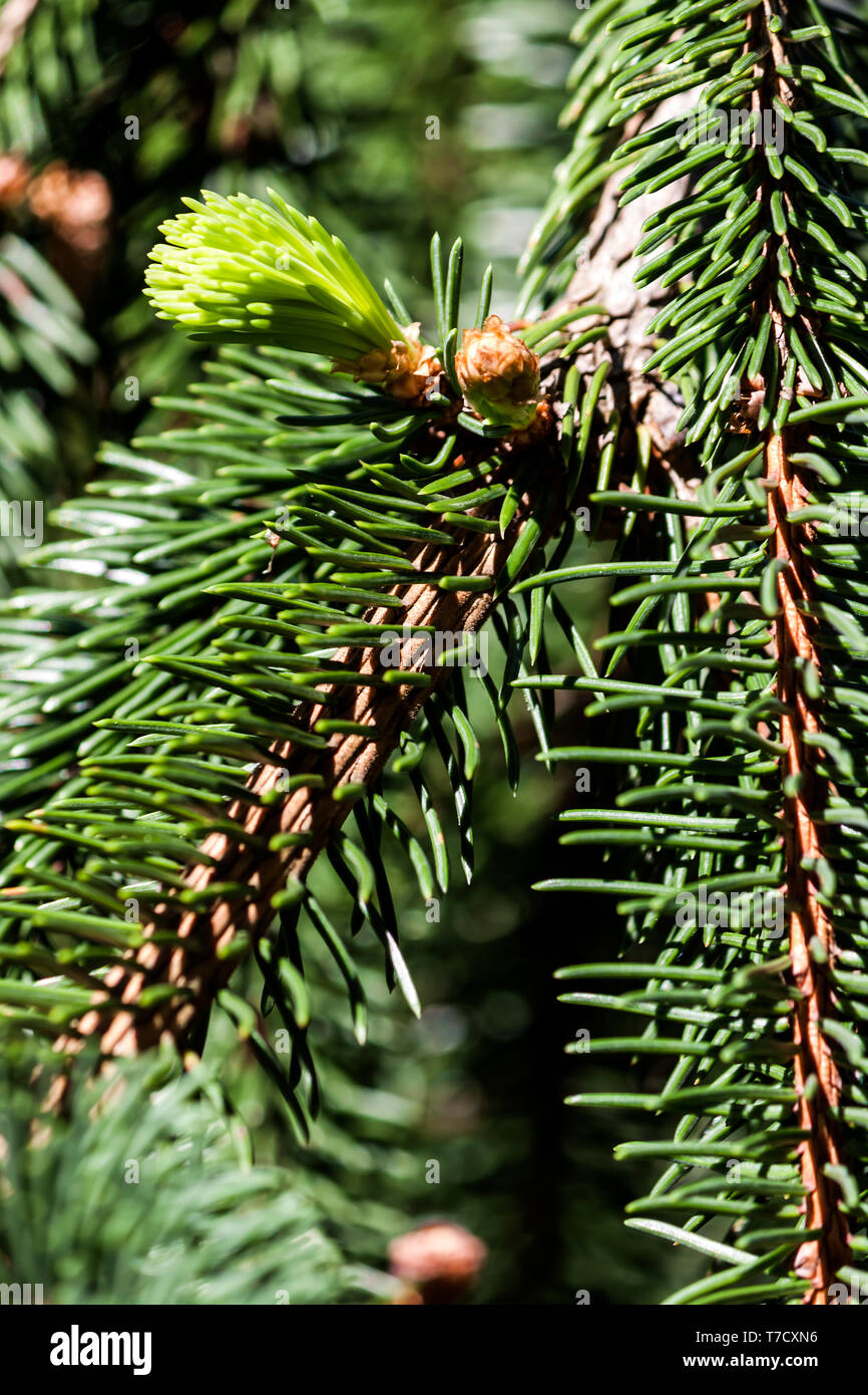 Close up photograph branch hi-res stock photography and images - Alamy
