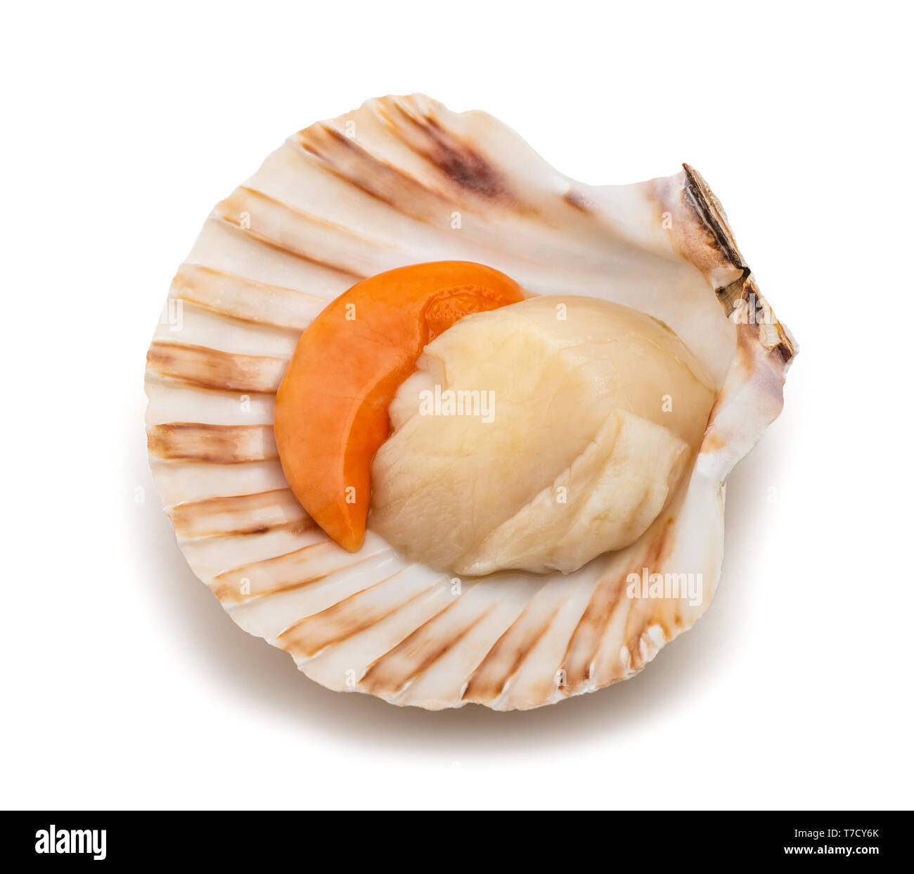 fresh shell scallop isolated on white background Stock Photo