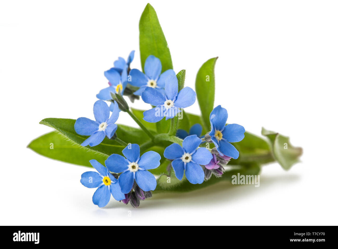 Forget-me-nots (Myosotis) Flowers on White Background Stock Photo