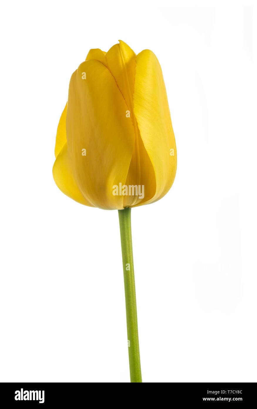 Yellow tulip flower isolated on white background Stock Photo - Alamy