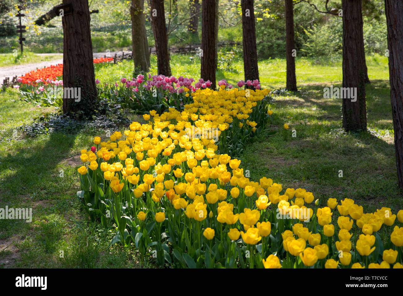 Colorful tulips in park in spring Stock Photo - Alamy