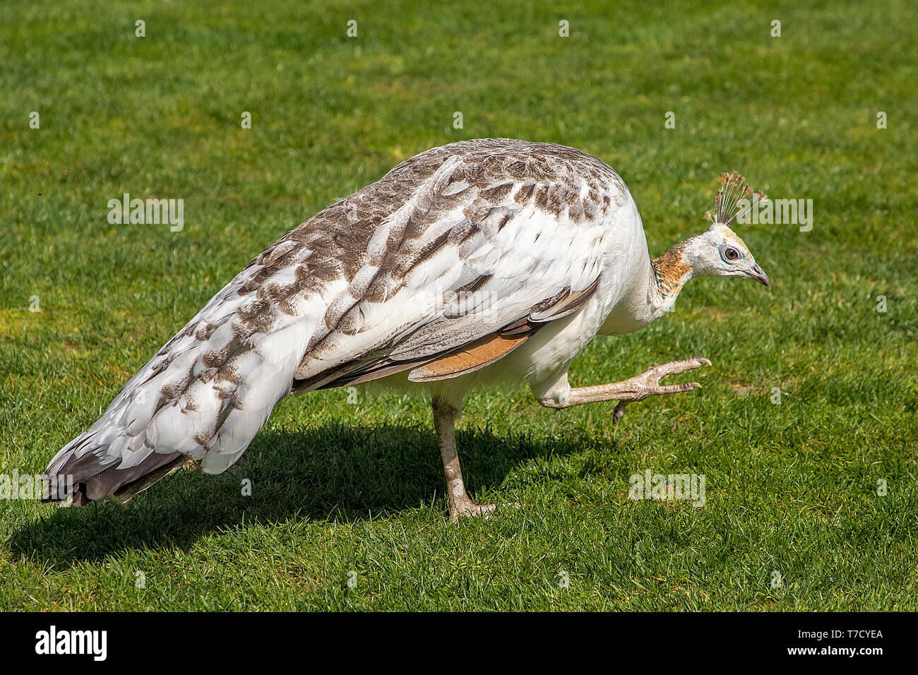 White Pea-Hen at Larmer Tree Gardens, Wiltshire, UK Stock Photo