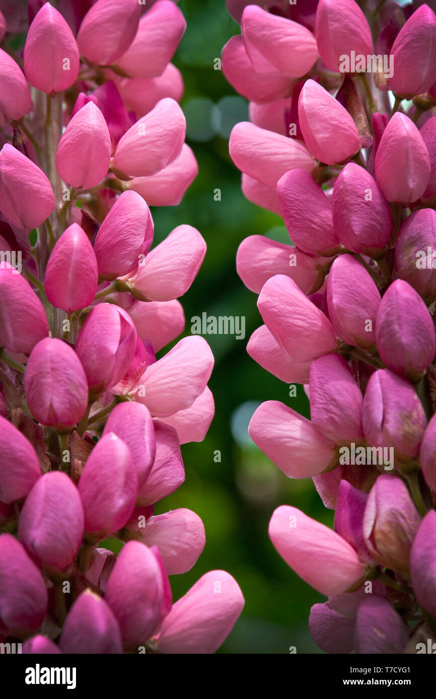 Two vibrant pink lupin flower spikes in full bloom their delicate petals clustered tightly, standing tall against a lush blurred green garden backdrop Stock Photo