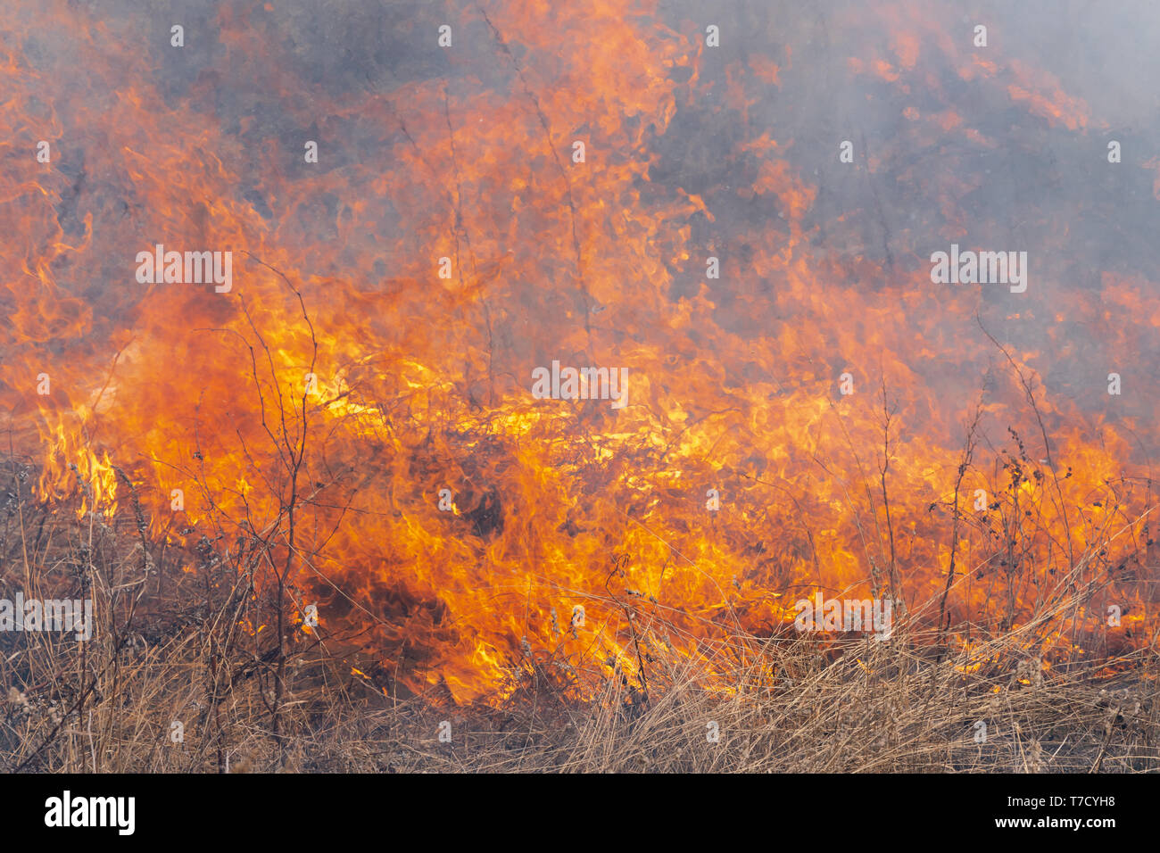 Red flame of fire with different figures on background burning dry grass in spring forest. Soft focus, blur from strong wildfire. Stock Photo