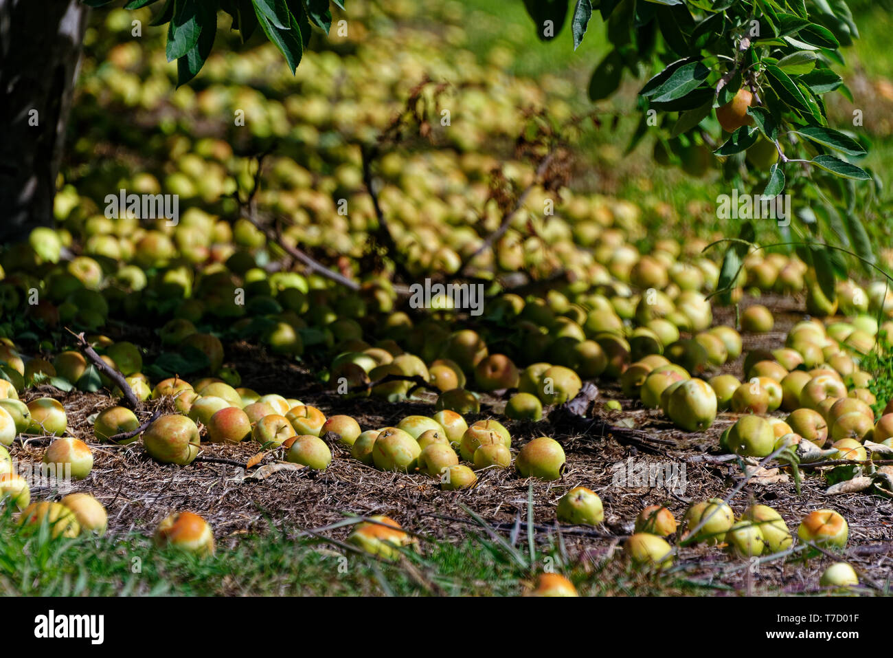 Food waste, lots of apples lie on the ground in an orchard Stock Photo