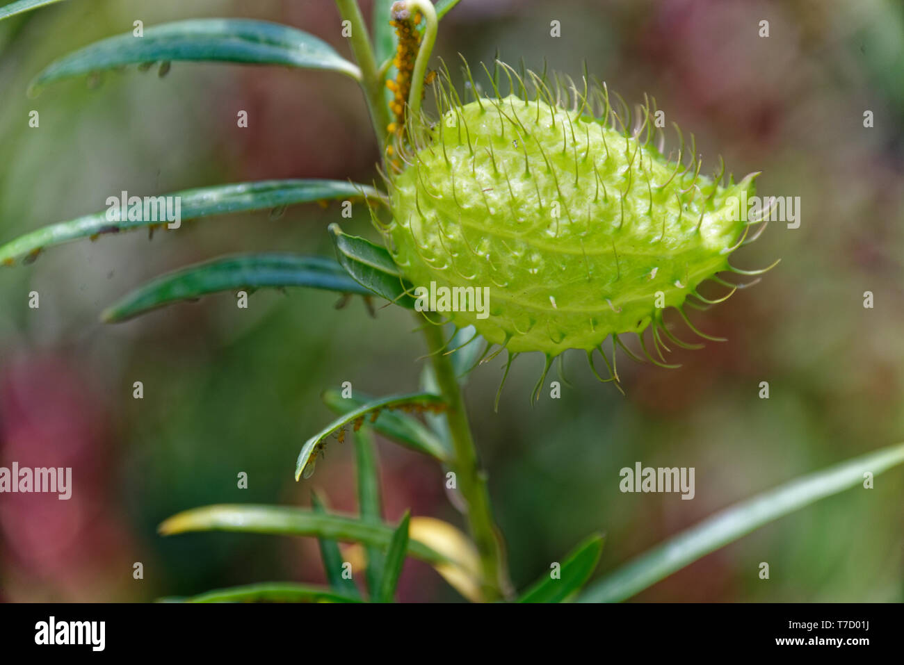 The swan plant's seed pod, the shape similar to a swan, giving the plant its common name Stock Photo