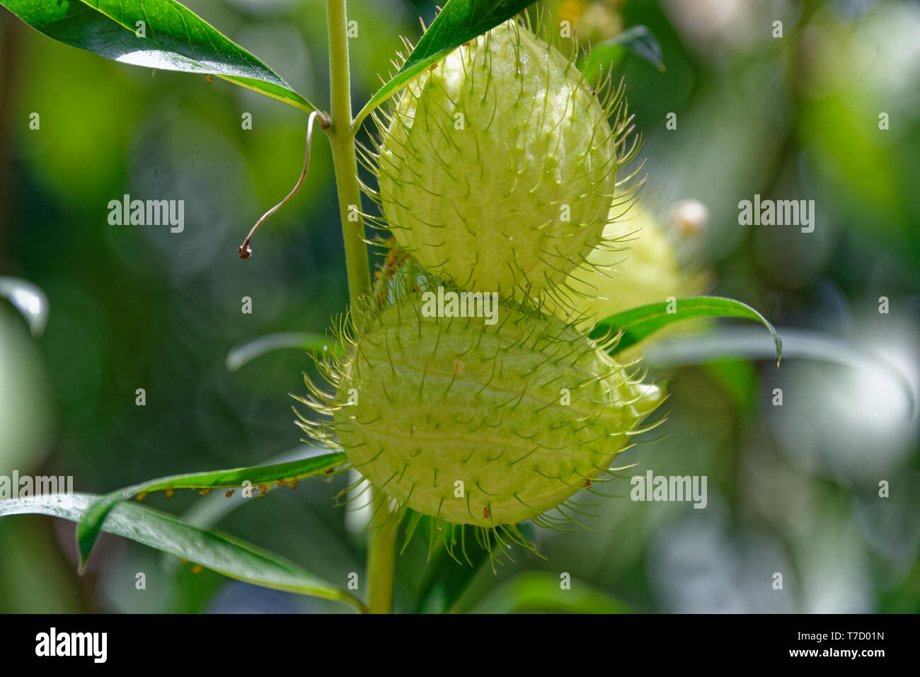 The seed pod of milkweed, Asclepias Stock Photo