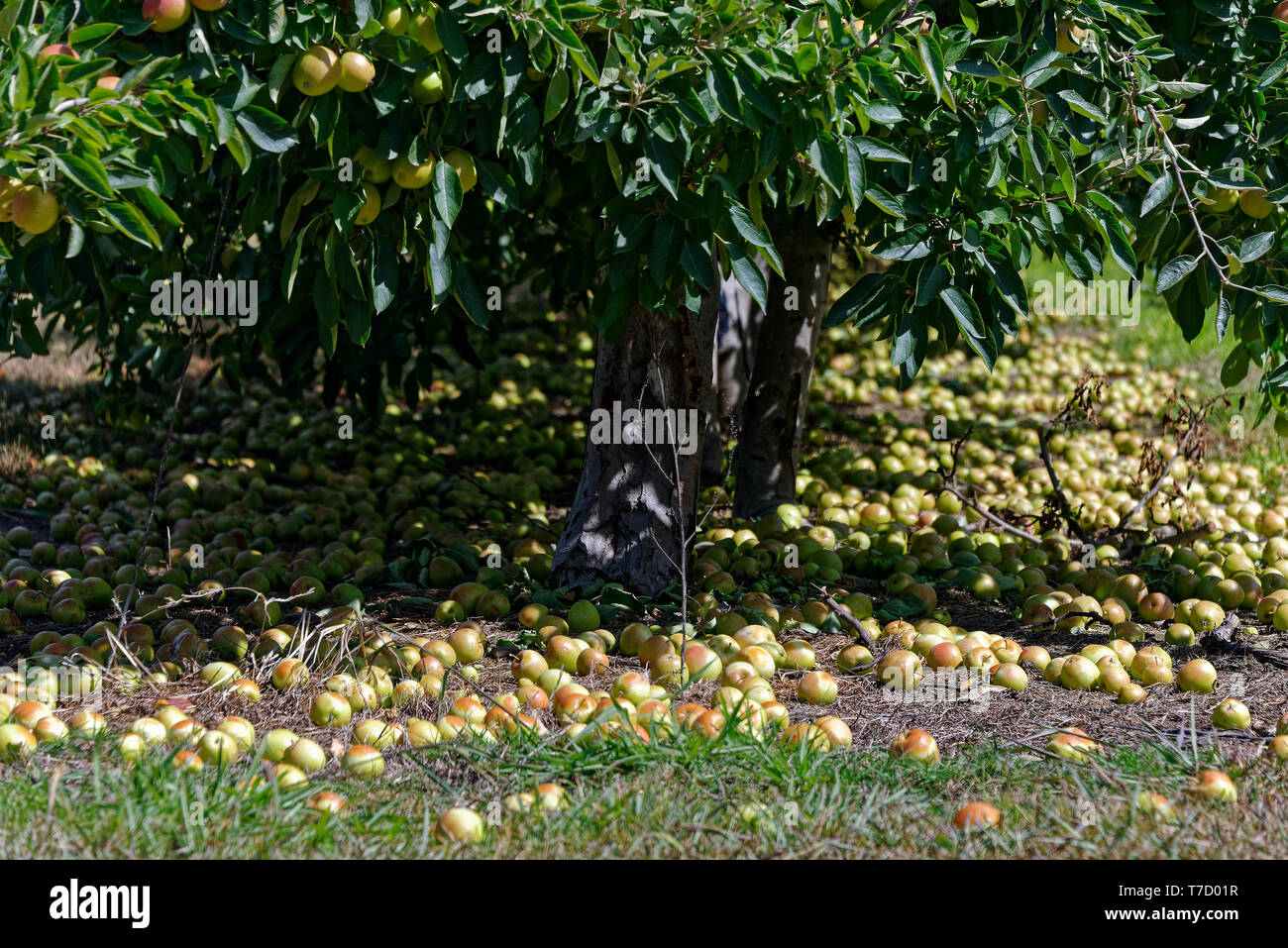 Photo illustrating the waste in modern orcharding, apples lying on the ground going rotten Stock Photo