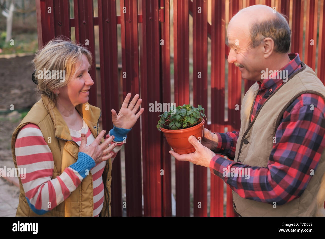 Two neighbors man and woman looking on new plant in pot. Stock Photo