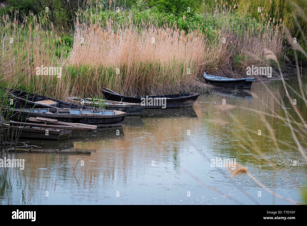 Old wooden boats on the river bank in early spring Stock Photo - Alamy