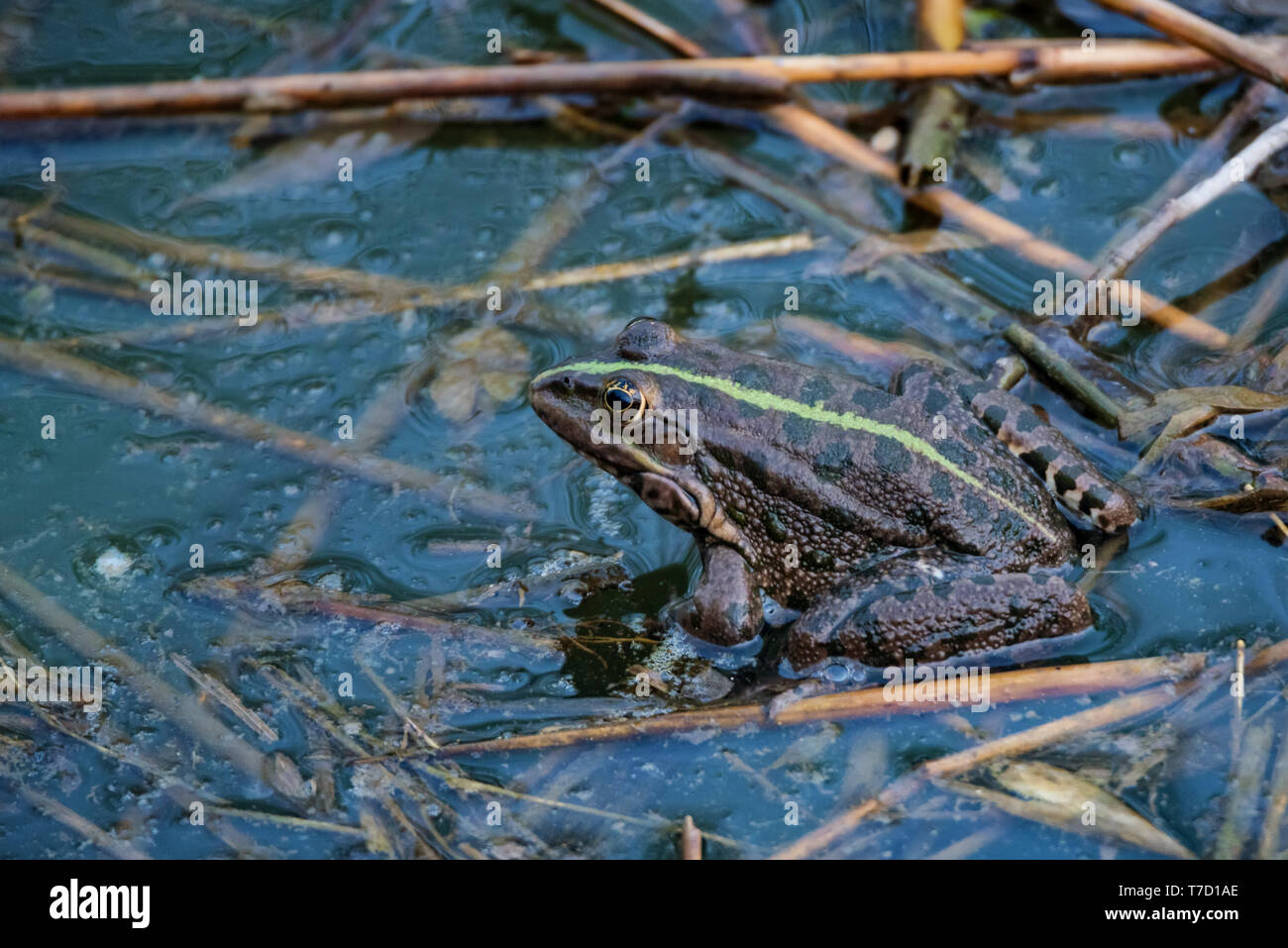 Dark green frog hi-res stock photography and images - Alamy