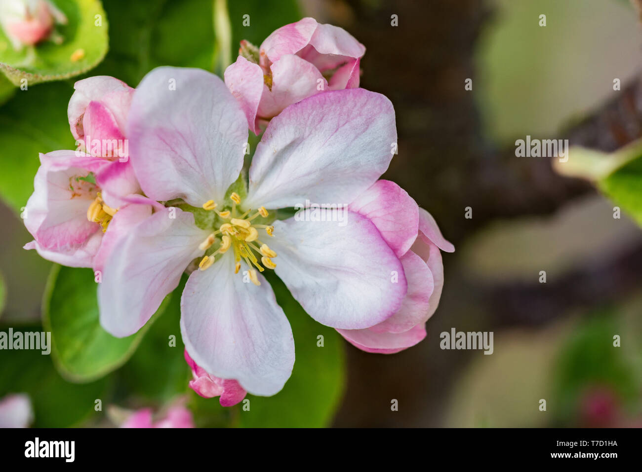 Beautiful blooming apple tree with pink flowers in spring close Stock ...