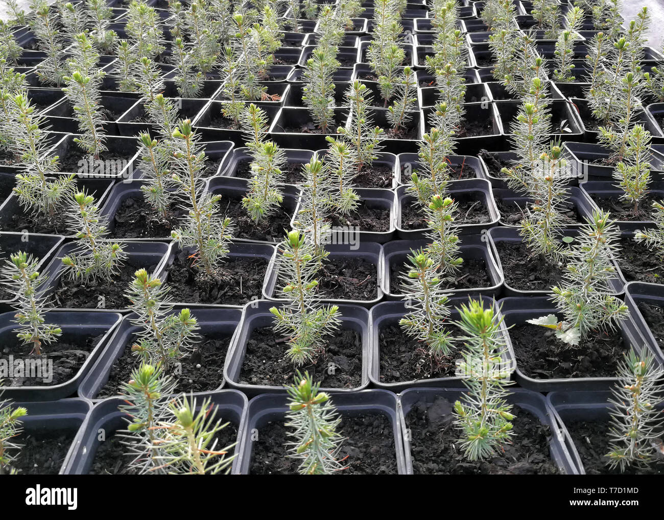 Pine, Christmas trees, junipers in pots and bonsai garden plants in a