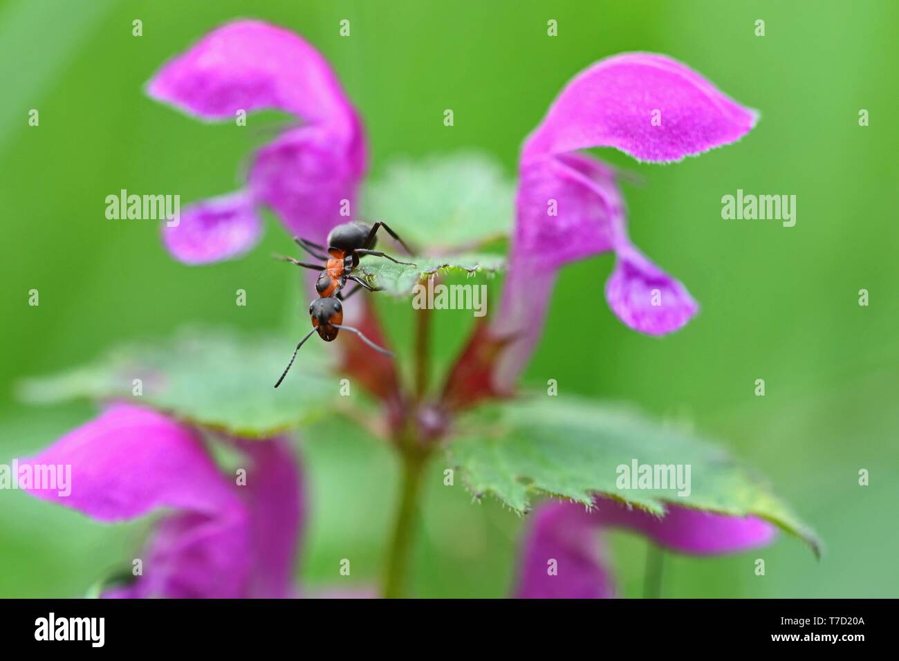 Beautiful macro shot of ant on leaf in grass. Natural colorful background. Stock Photo