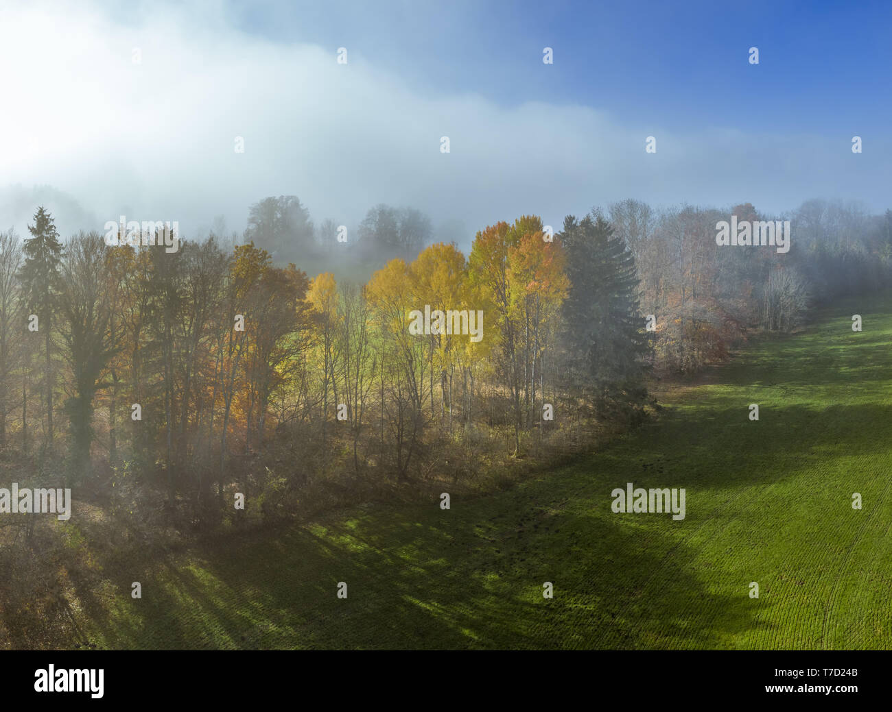 Trees on a meadow in morning mist Stock Photo - Alamy