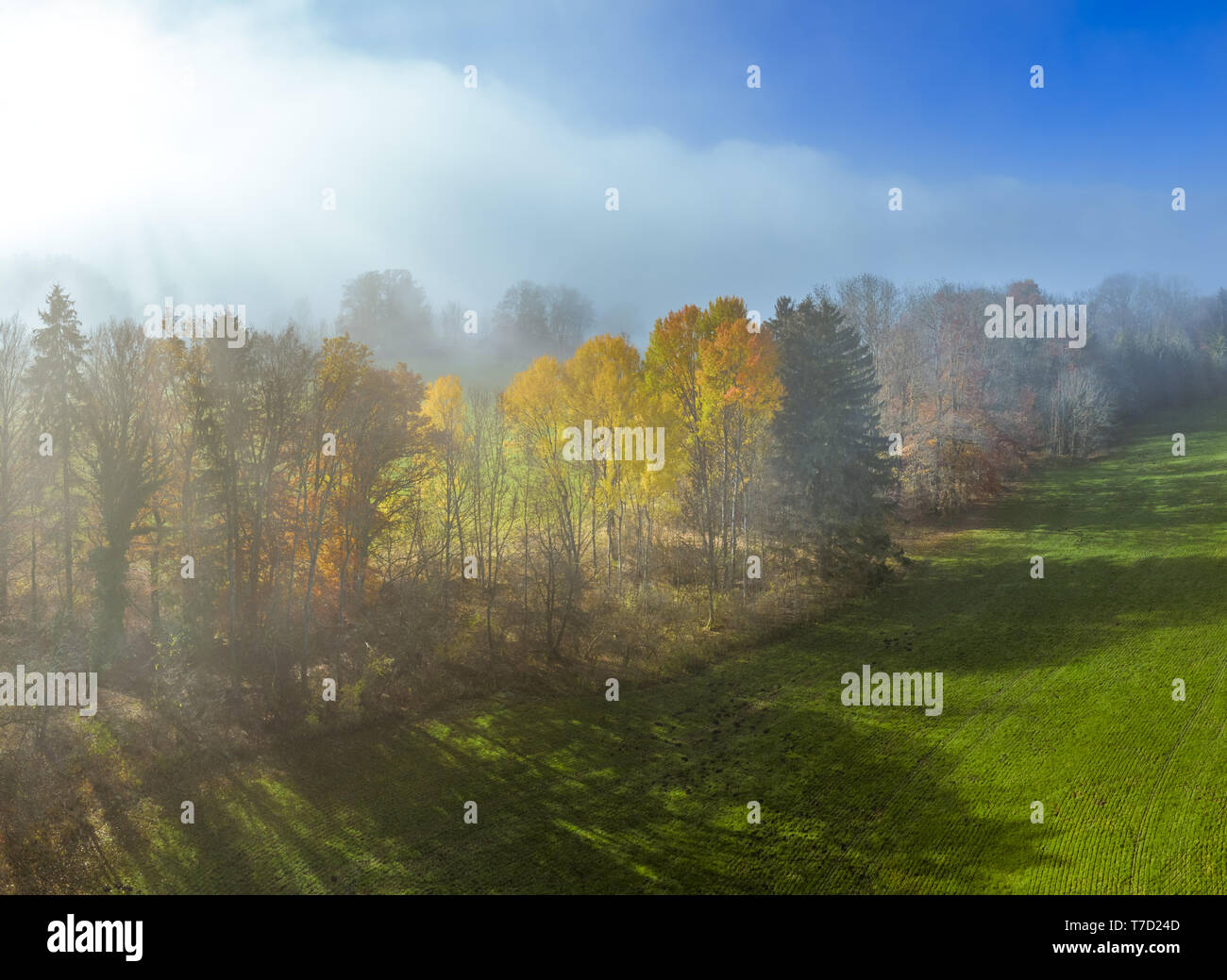 Trees on a meadow in morning mist Stock Photo