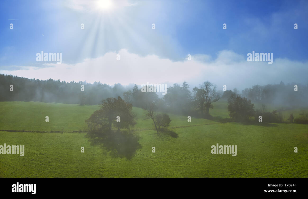 Trees on a meadow in morning mist Stock Photo