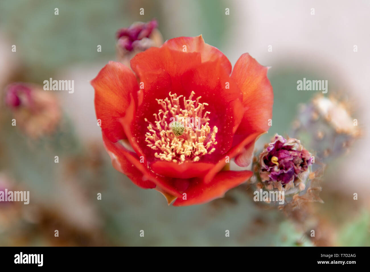 Prickly Pear Cactus (Opuntia) with Flowers in Tucson, Arizona, USA