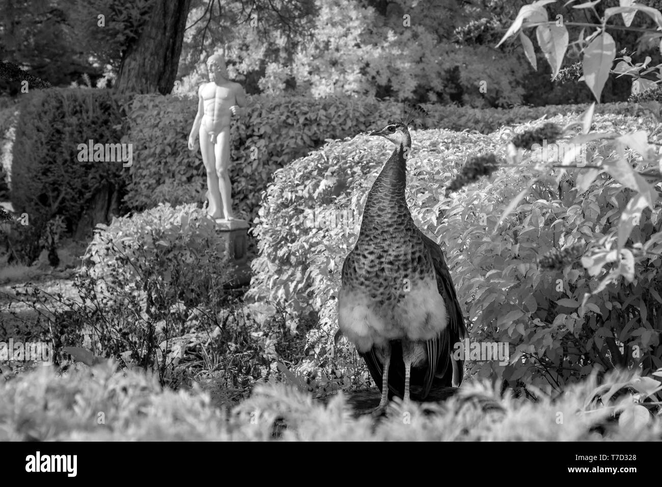 Ornamental statue and Pea-hen at the Larmer Tree Gardens, Wiltshire UK Stock Photo