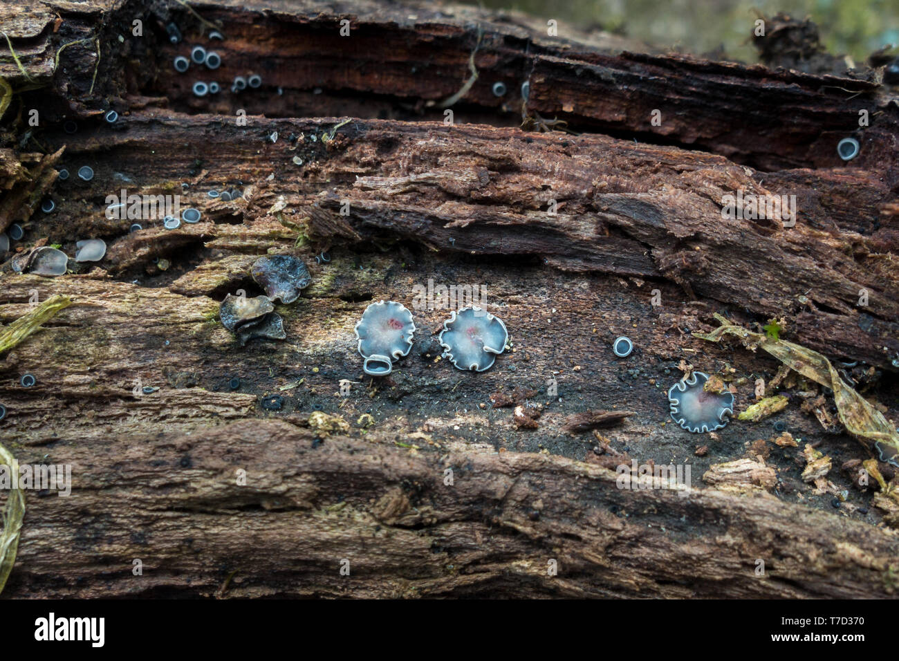 Close up of mollisia cinerea fungus, (common grey disco fungus) UK Stock Photo