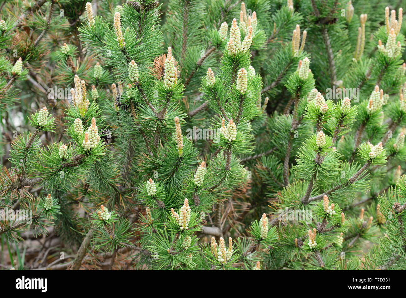 pinus mugo, pine male flowers macro Stock Photo