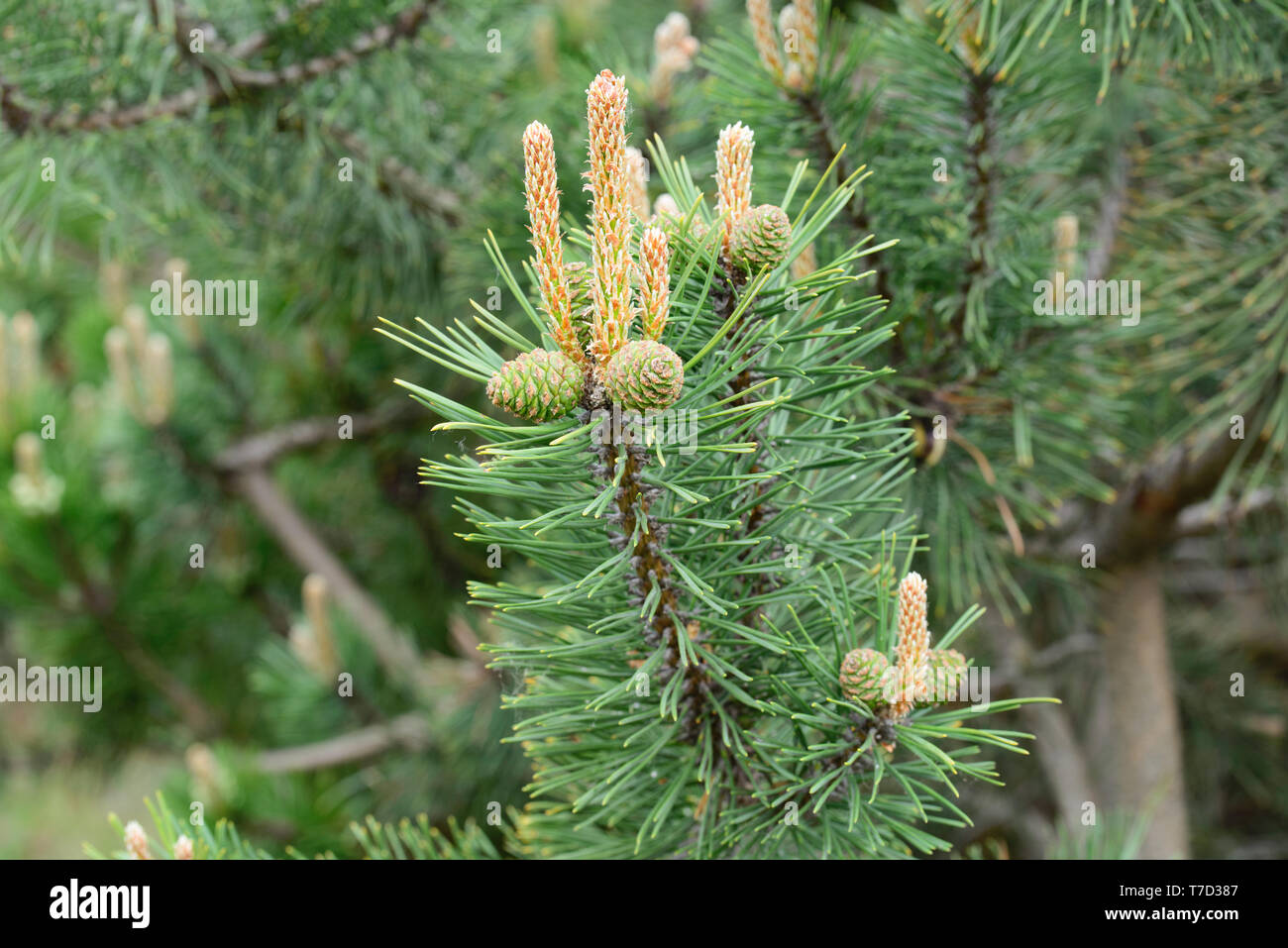 pinus mugo, pine young cones and shoots on tree branches macro Stock Photo