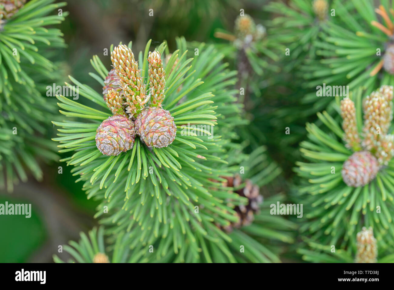 pinus mugo, pine young cones and shoots on tree branches macro Stock Photo