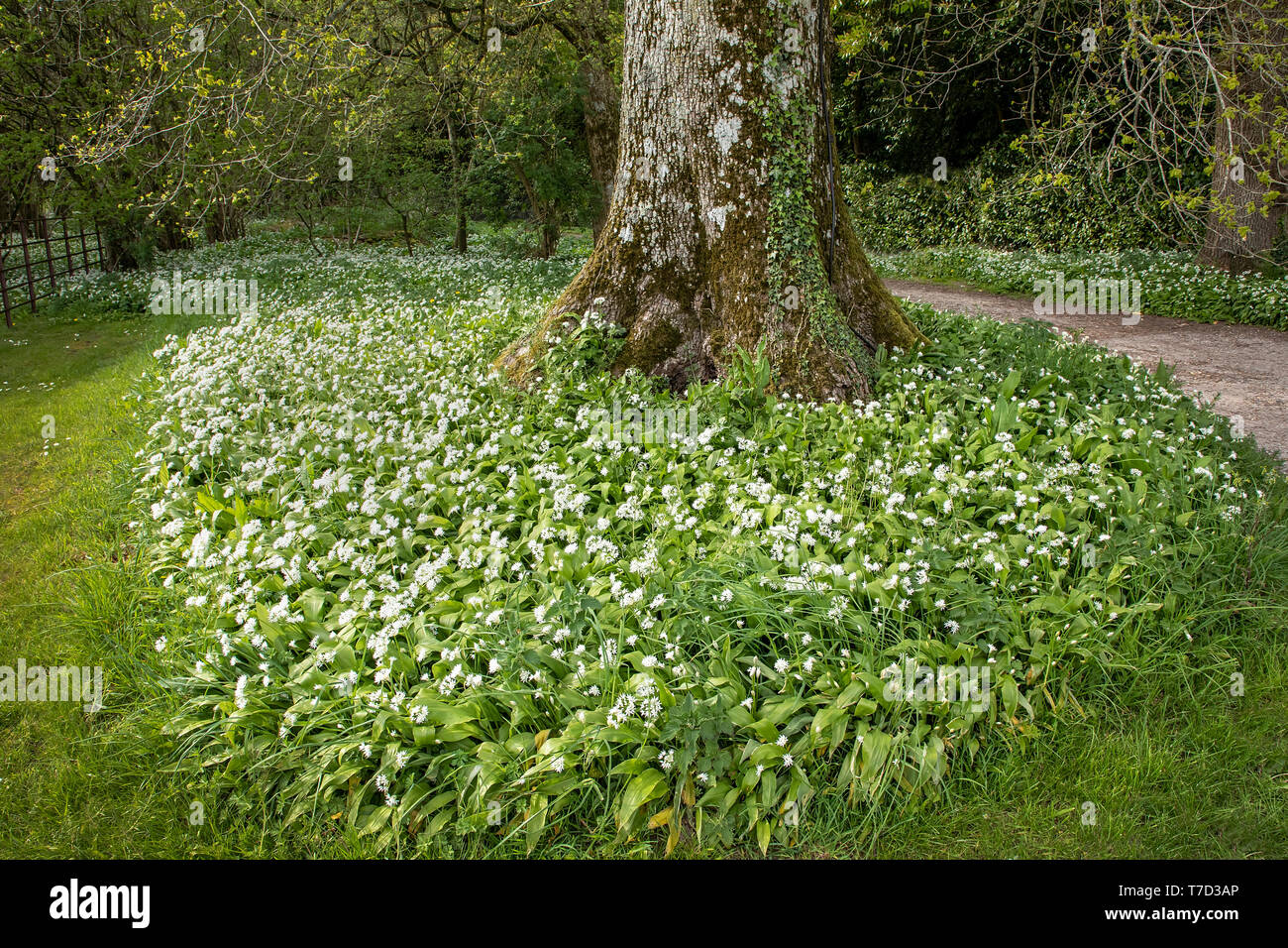Springtime Wild garlic in full flower, blanket covering woods in Larmer