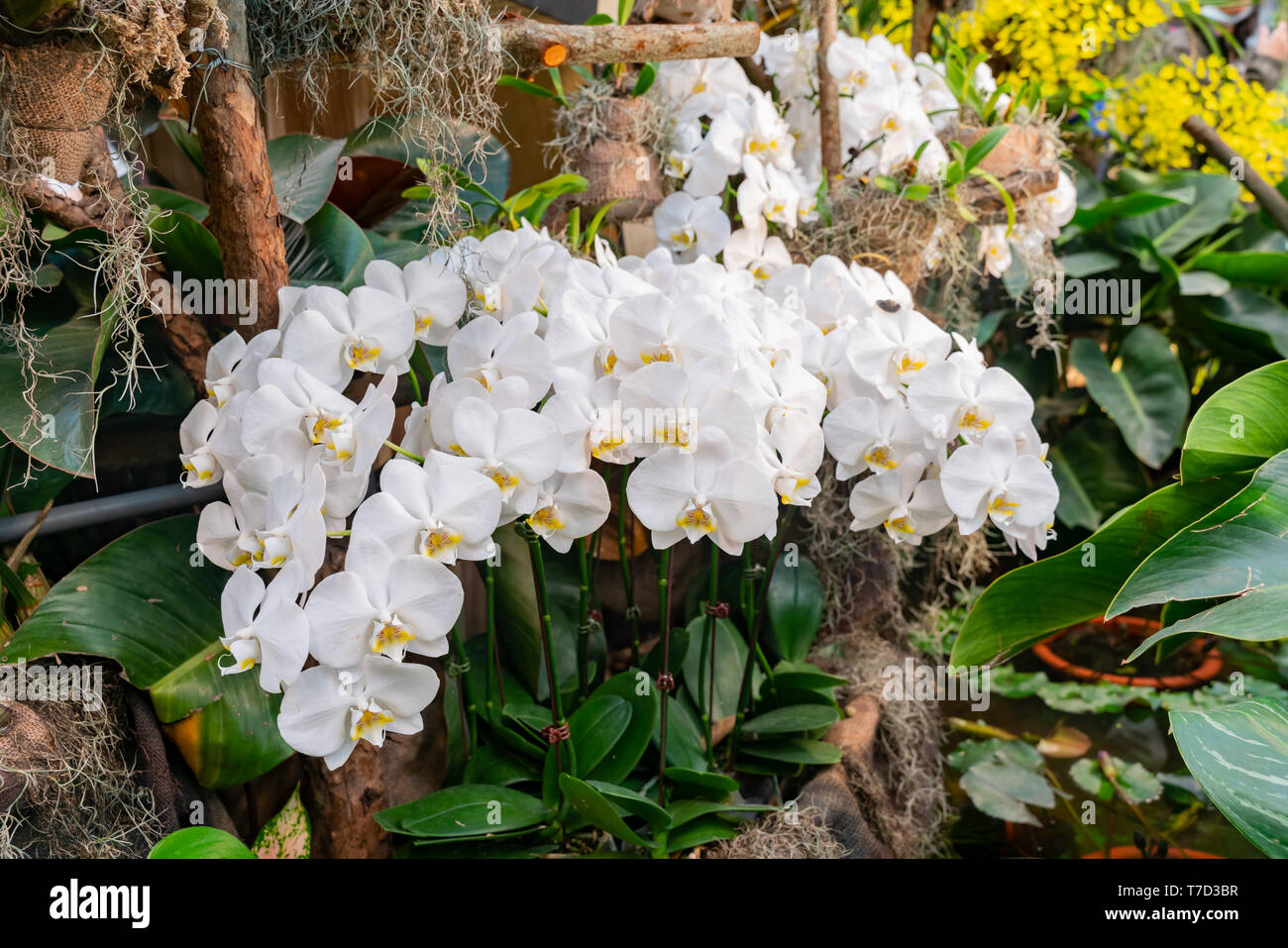 Close up shot of beautiful Phalaenopsis blossom at Taichung, Taiwan Stock Photo