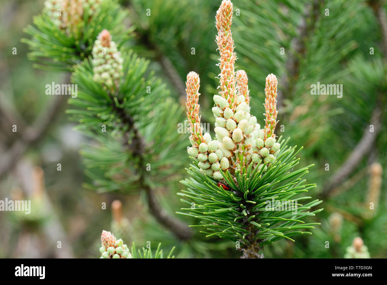 pinus mugo, pine male flowers macro Stock Photo