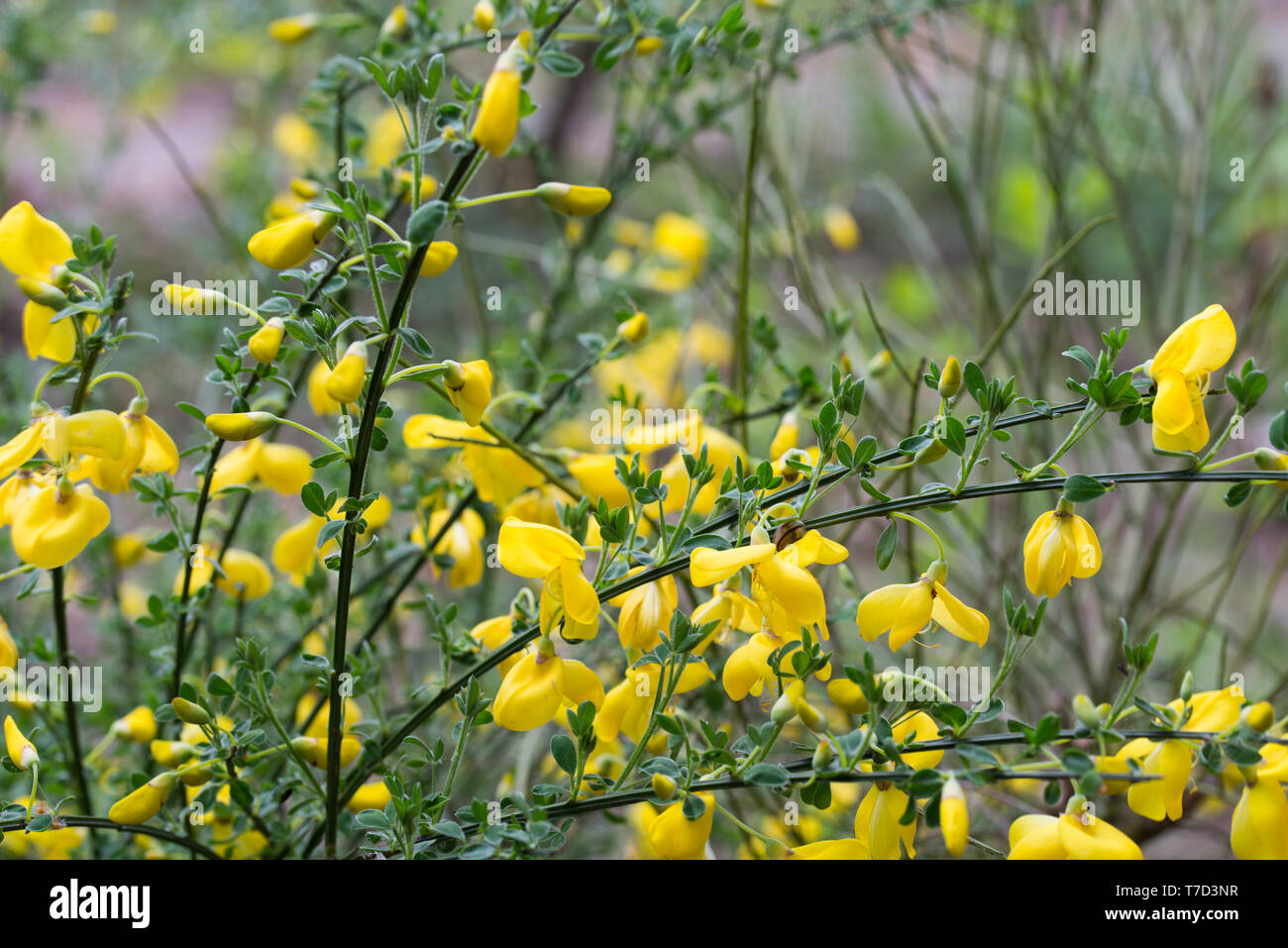 cytisus, brooms yellow flowers on twig macro Stock Photo