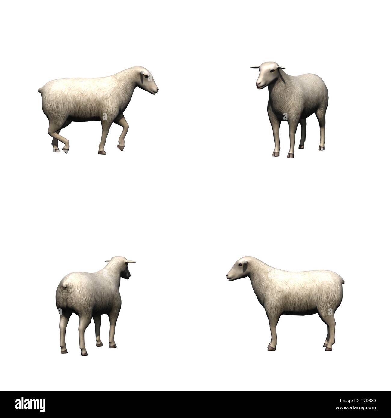 Set of sheep - isolated on white background Stock Photo - Alamy