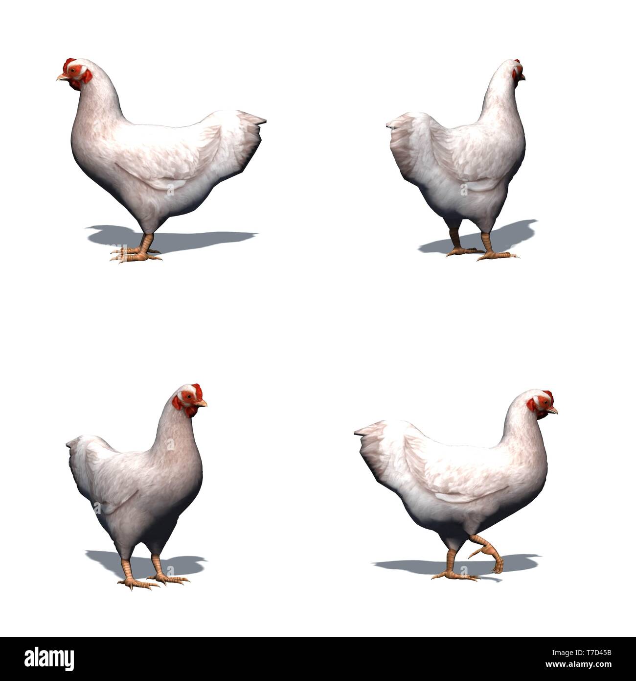 Set of white chicken with shadow on the floor - isolated on white ...