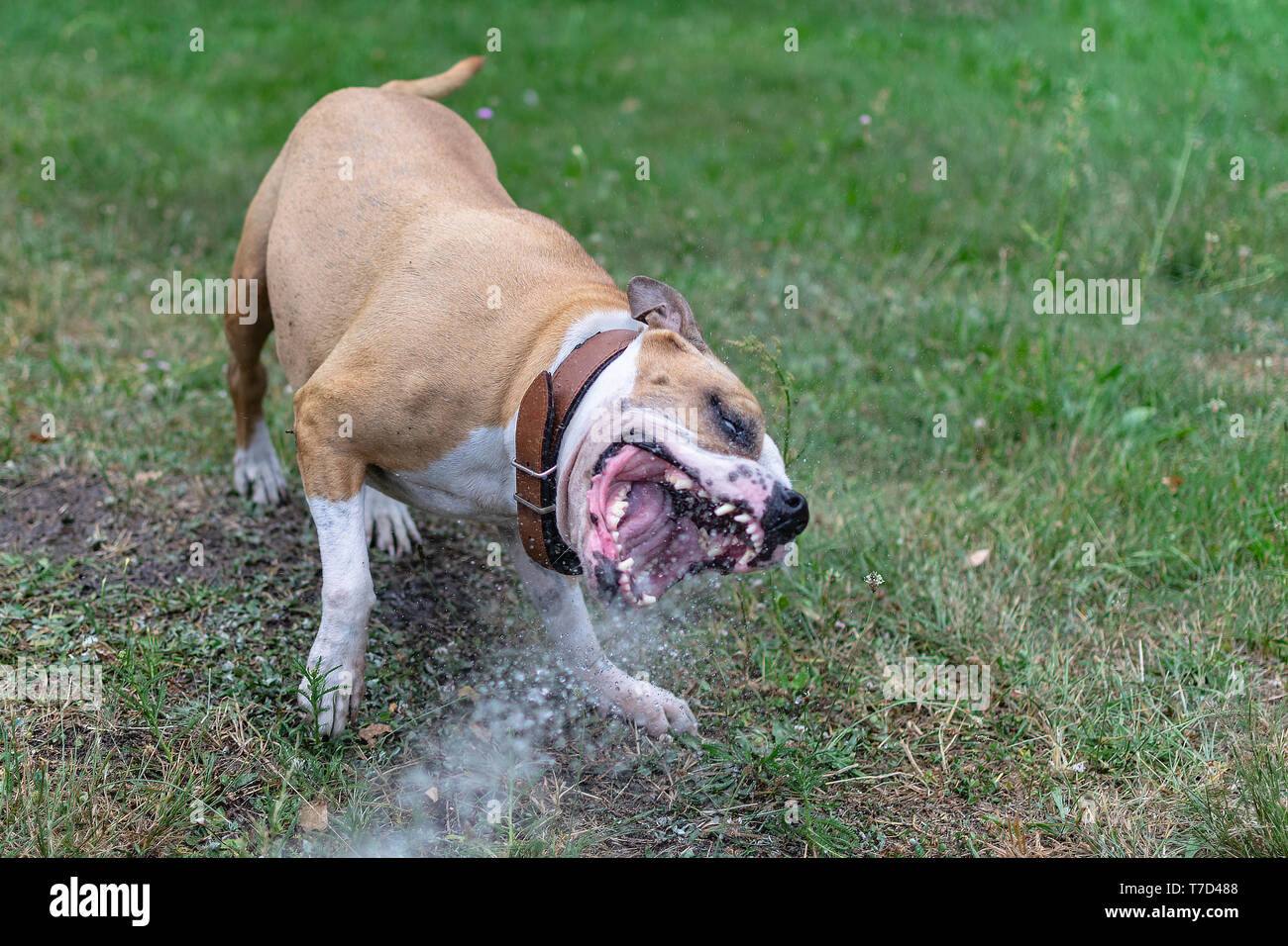 Pitbull teeth hi-res stock photography and images - Page 5 - Alamy