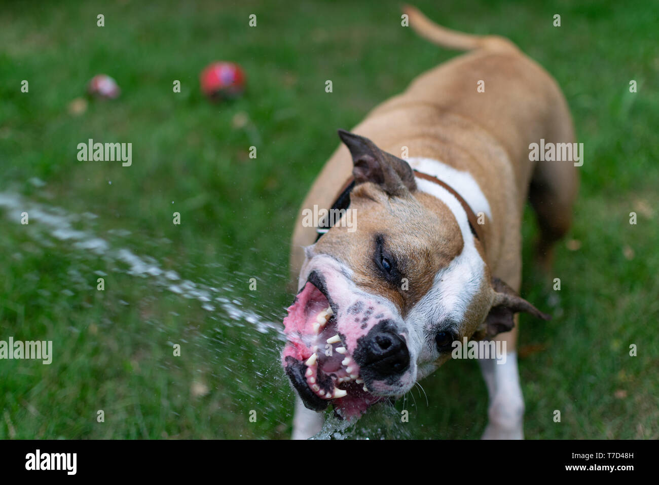 Amstaff is playing with water from a garden hose. Dog mops and merry jumps  on the green spring lawn Stock Photo - Alamy