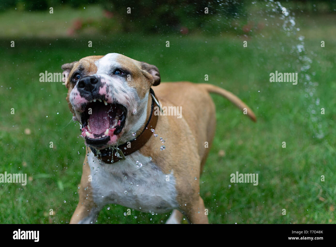 Amstaff is playing with water from a garden hose. Dog mops and merry jumps on the green spring lawn. Stock Photo